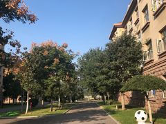 -山东鲁能乒乓球学校