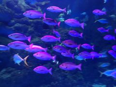 -芜湖新华联大白鲸海洋公园