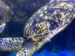 -太平洋海底世界