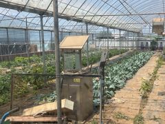 -庞各庄翠芳园西瓜蔬菜基地采摘园