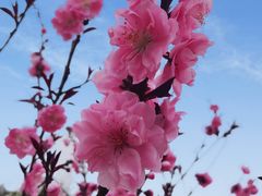 -石塘人家