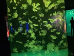 -江和美海洋公园