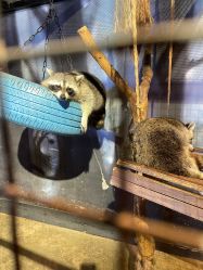 -酷嗒动物文化乐园(cutezoo西溪乐天城店)