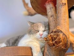 -more than meow吴止猫主题餐厅(承德 中船汇店)