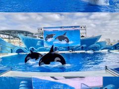 -上海海昌海洋公园