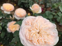 -人民公园(罗湖区)