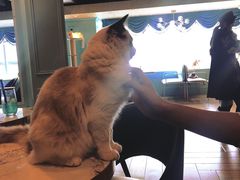-遇见羊驼·奶狗咖·布偶猫咖·法斗柯基柴犬阿拉斯加(春熙路太古里IFS店)