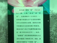 -嘉荫恐龙国家地质公园