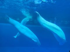 -秦皇岛乐岛海洋王国