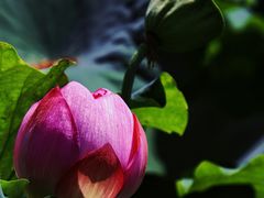 -陈家山荷花公园