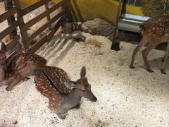 -正佳雨林生态植物园