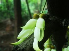 -火炉山森林公园