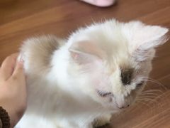 -楼上猫咖(罗湖店)