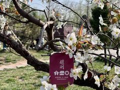-赵州桥景区