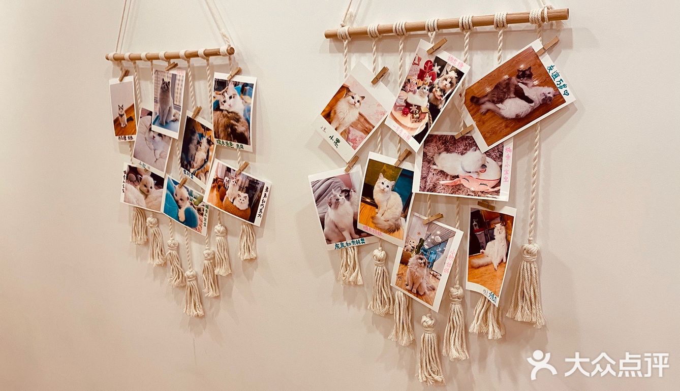 撸猫一时爽，一直撸猫一直爽！