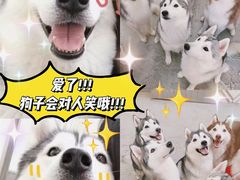-星多哈·狗咖·拼豆·咖啡