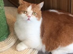 -飞行喵MR PILOT|猫舍·猫咖(静安大融城店)