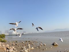 -深圳湾公园(南山区)