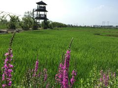 景点-稻梦空间