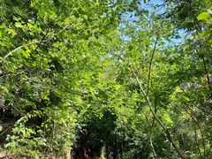 -羚羊峡古栈道森林公园