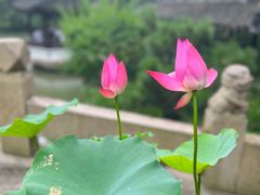 -上海醉白池公园