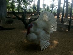 -石家庄市动物园