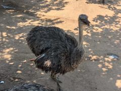 -西霞口神雕山野生动物世界
