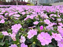 -文华公园(禅城区)