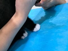 -伟伟宠物医院·CT影像中心·瑞派犬猫综合性门诊(汉口总院)