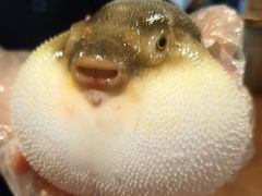 -肆月河豚·新淮扬(金融街店)