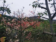 -金鸡山公园