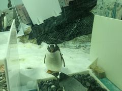 -正佳极地海洋世界