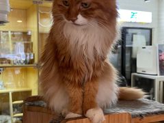 -平行世界·猫咖(首经贸店)