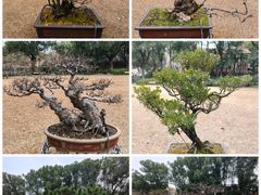 -申粤轩酒楼·三十年粤菜经典(丁香花园店)