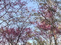 -合肥滨湖国家森林公园