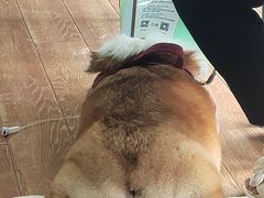 -乐派堂宠物医院·猫友好· 心脏科(东街店)