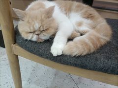 -喵园·猫主题咖啡厅·撸猫·猫咖(国贸店)