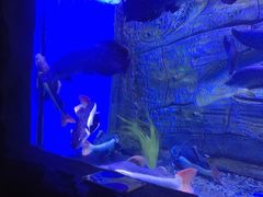 -芜湖新华联大白鲸海洋公园