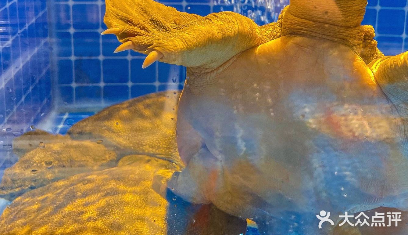 南城新开海鲜店💥也是太绝了吧🐠