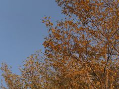 -五缘湾湿地公园