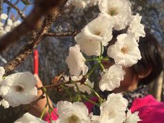 -天适樱花悠乐园