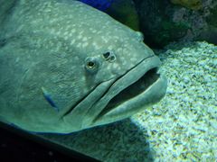 -瑞普利水族馆