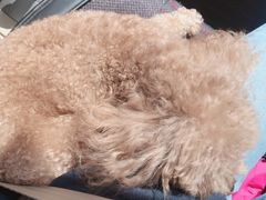 -沐沐家宠物(成寿寺店)