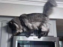 -十年猫舍·猫咪专门店(普陀店)