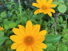 -蘑统田下·野生菌火锅