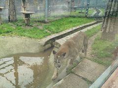 -横道河子东北虎林园