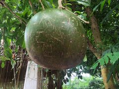 -华南国家植物园-售票处