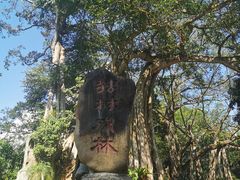 -瑞丽独树成林风景区