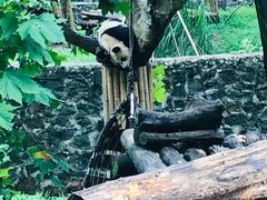 -都江堰中华大熊猫苑