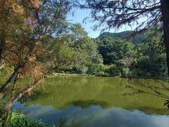 -深圳仙湖植物园